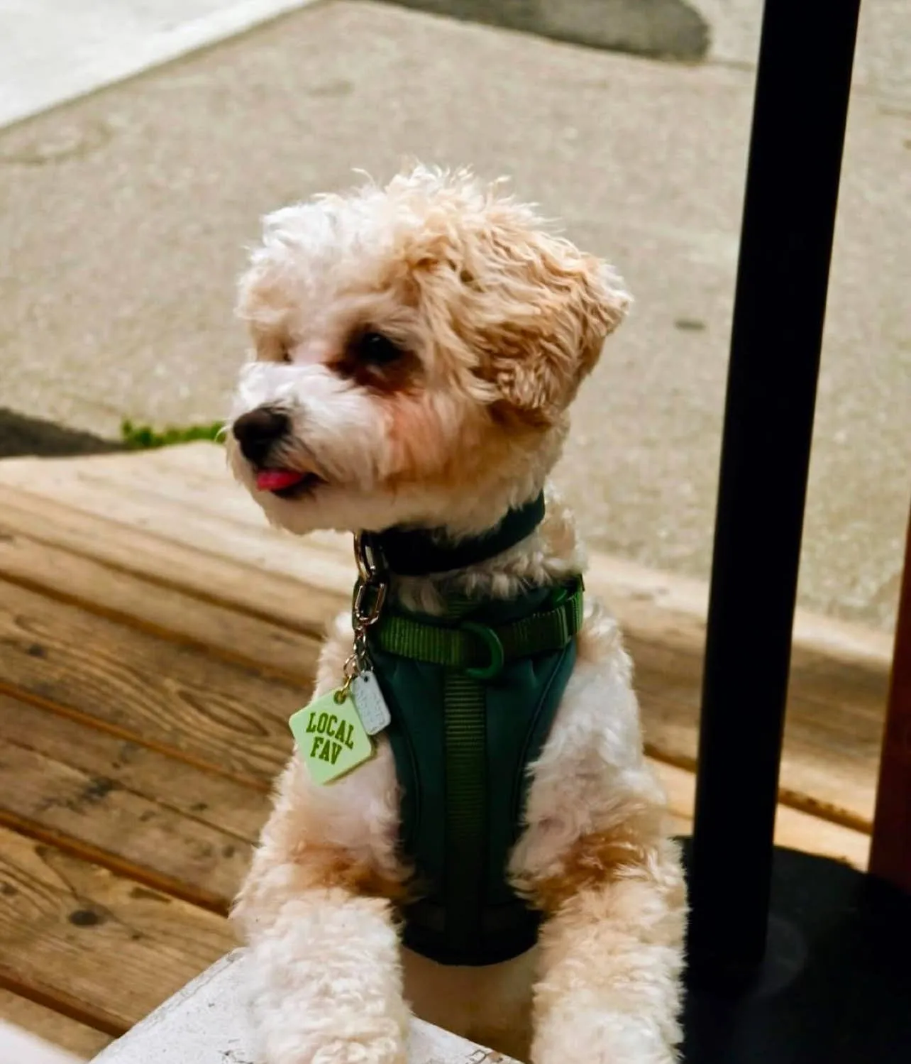 Local Fav Pet Tag