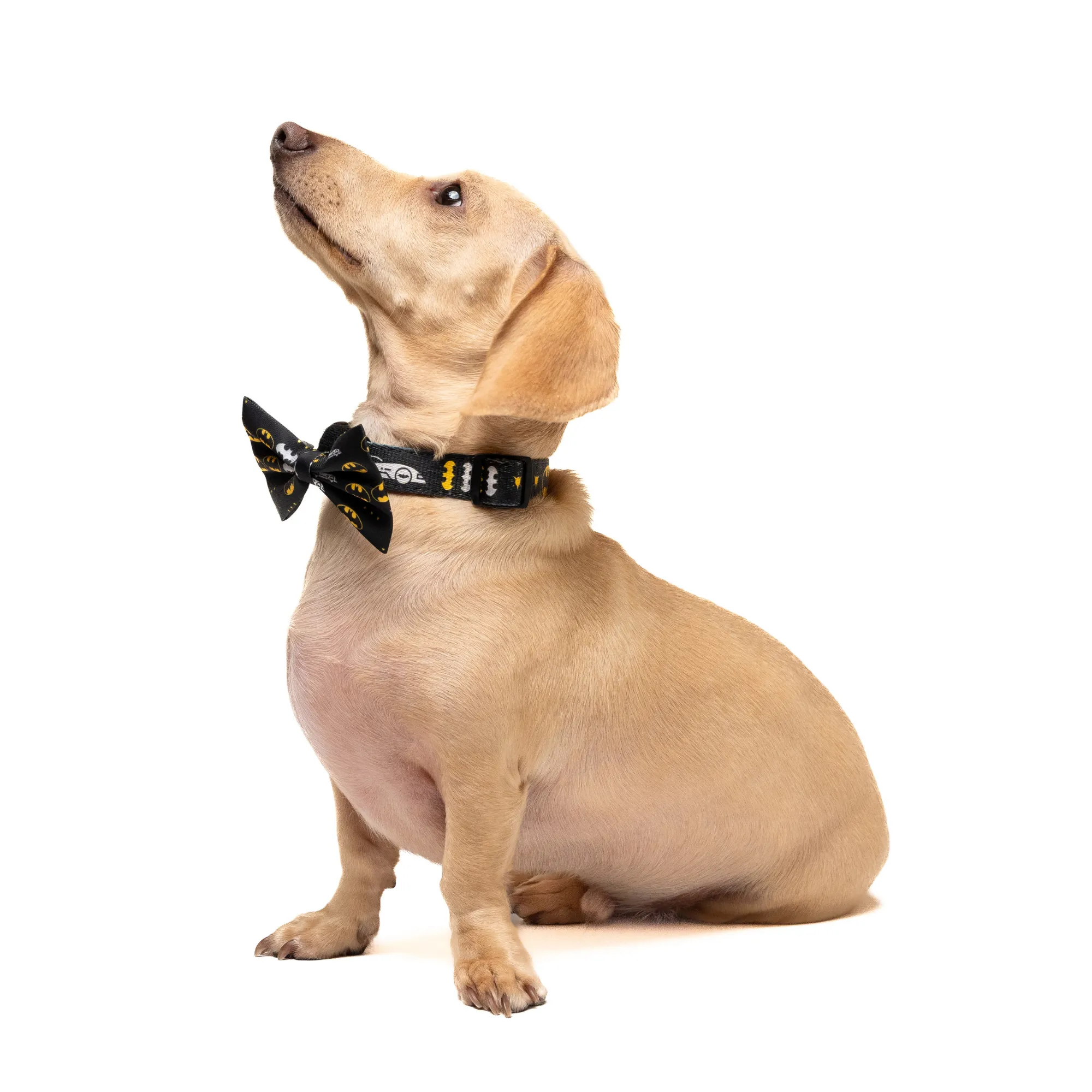Petverse Batman Pet Bowtie